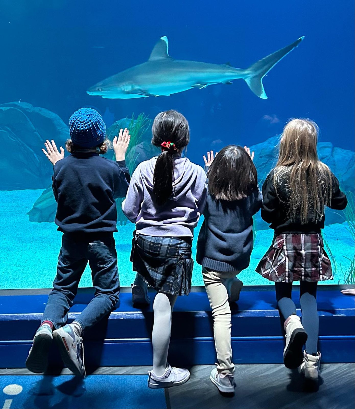 Four AIA students watching a shark glide past on an aquarium field experience