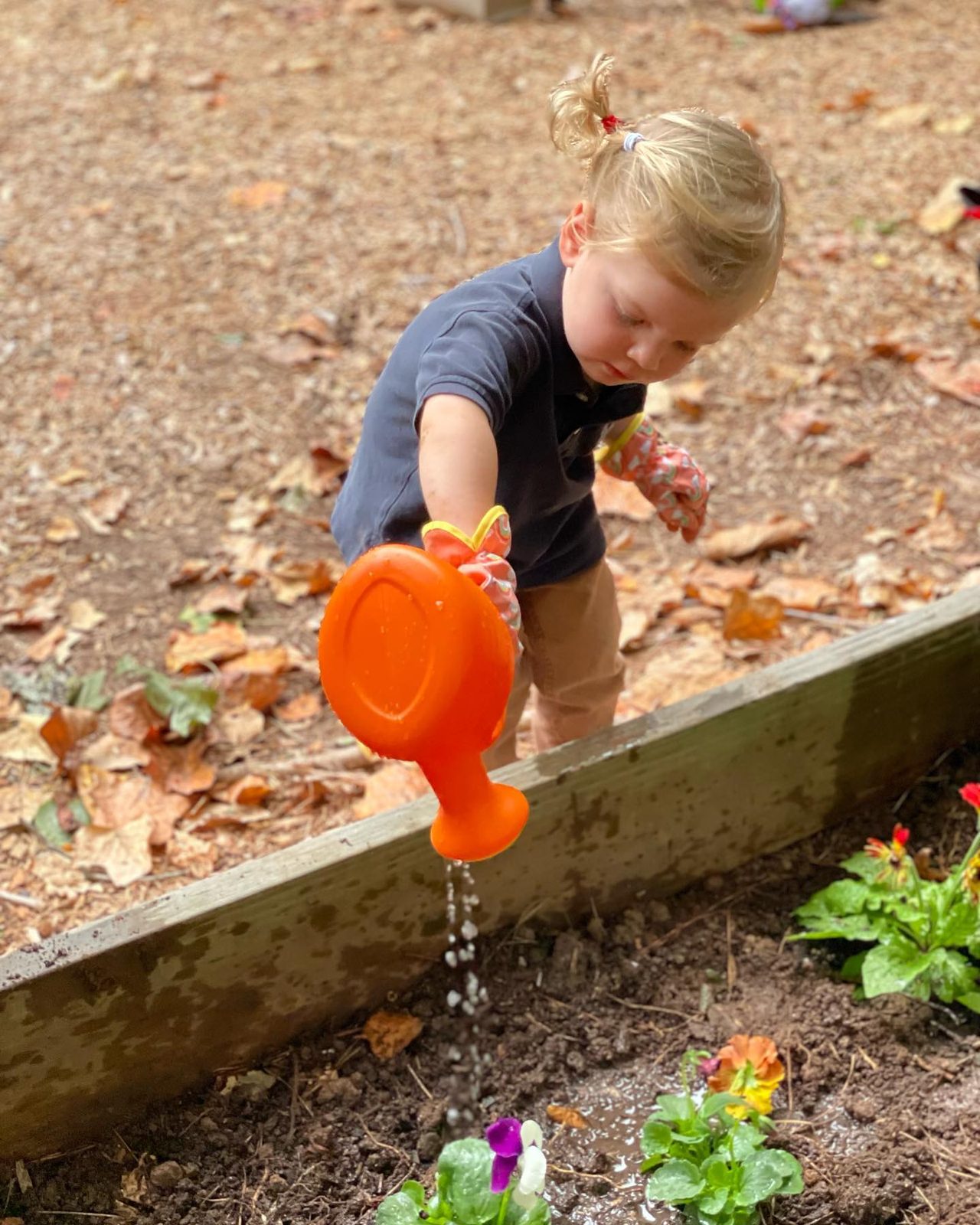 A Pre-Primary child watering the flower beds in the campus garden with a small watering can